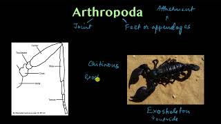 Phylum Arthropoda  part 1  Animal kingdom  Biology  Khan Academy [upl. by Airebma]