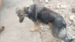 BINGO  STRAY DOGS IN BISHKEK  KYRGYZSTAN NOW  COURTESY FARLOGS [upl. by Wolfson]