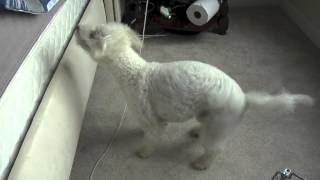 Bichon Frise Dog Bath amp Frenzy Freakout after Bath [upl. by Nahtiek]