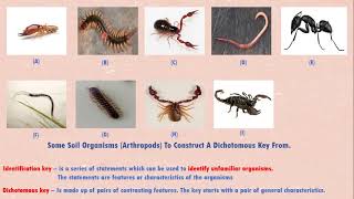 Dichotomous Keys  How To Construct Them Explained [upl. by Enialahs711]