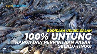 Panduan Praktis dan Peluang Bisnis Budidaya Udang Galah [upl. by Gawen171]