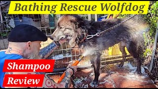 Bathing My Rescue Wolfdog with a New Shampoo  Primp N Shampoo Review [upl. by Maury]