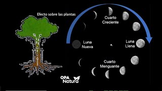 Fases de la Luna y la Agricultura Tradicional  Oswaldo Páez  OPA Natura [upl. by Ailedamla]