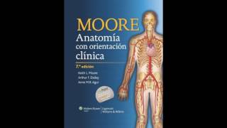 Anatomía de Moore 7ma Ed PDF [upl. by Diet818]