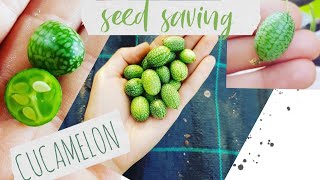 How to save cucamelon seeds [upl. by Ginzburg]