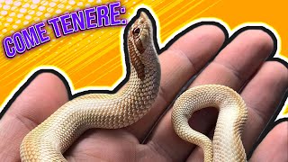 Guida alla Cura  Hognose snake [upl. by Notsa]