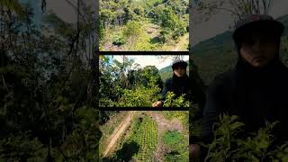 KEBUN CABE  KEBUN LADA PUTIH SABAH [upl. by Inglebert]