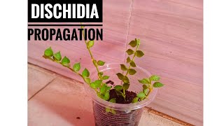 The Easiest Way To Propagate Dischidia  Dischidia Propagation  Millions Of Heart Propagation [upl. by Eynahpets]