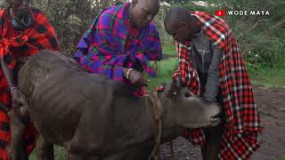 Drinking Fresh Cow Blood With The Massai Of Kenya [upl. by Eahsan]