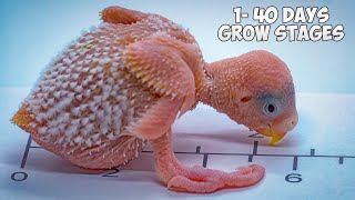 How baby Budgie grows up From Hatching to Hand Feeding [upl. by Head]