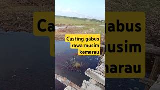 Casting gabus rawa umpan soft frog castinggabusrawa mancing mancingikangabus [upl. by Wilde]