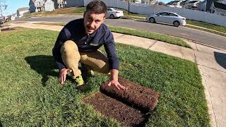 How To Water Newly Laid Tall Fescue amp Bermuda Sod [upl. by Acie]