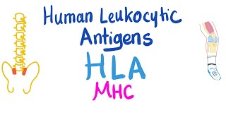 Human Leukocytic Antigen HLA  Major Histocompatibility Complex MHC  Immune System [upl. by Carry]