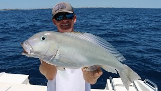 Eating a Fish That Could Poison Me Catch Clean and Cook Blueline Grey Tilefish [upl. by Skip948]