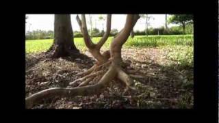 Removing girdling roots for tree health and longevity [upl. by Sama]