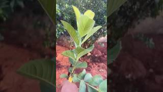 Gardening tips  தோட்ட பராமரிப்பு  Trimming plants and trees gardeningtips gardenmaintenance [upl. by Jacobah215]