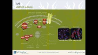 PI3K  Akt Upstream Signaling from Cell Signaling Technology Inc [upl. by Leahey]