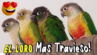 Pyrrhura Molinae ¡EL PERICO MAS DIVERTIDO Loro Cachete verde o Conure [upl. by Lindi]