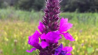 Purple Loosestrife Lythrum Salicaria  20120628 [upl. by Mable291]