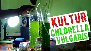 Kultur Murni Chlorella Vulgaris [upl. by Loftus]