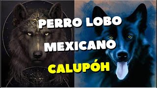 ¡IMPRESIONATE¡ CALUPOH EL PERRO LOBO MEXICANO [upl. by Kolosick]