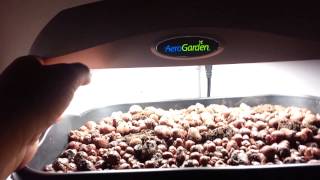 Mini 10 gallon home aquaponics system [upl. by Akenihs686]