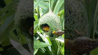 Viral Video Baya Weaver Bird Builds Incredible Nest in Real TimeBayaWeaver BirdNesting [upl. by Cogan809]