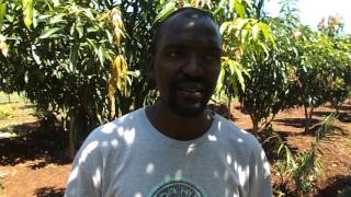 Riyalistic Agrimax Liquid fertilizer on Tomatoes Homa Bay County Farmer Testimonial [upl. by Ainerol]