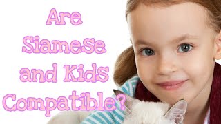 Are Siamese and Kids Compatible Find Out The Best Cat Breeds For Children siameseforkids [upl. by Vanda678]