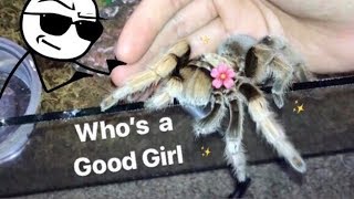 Tarantula Feeding Video 20  Hungry Spooiderss [upl. by Barbi]