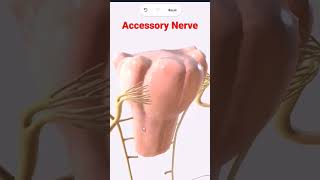 Anatomy of the accessory nerve youtubeshorts ytshorts youtube coolconceptsinphysiology [upl. by Scotney]