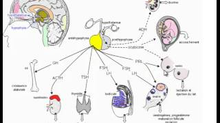 à quoi sert lhypophyse  avec astuce memorisation  Dr Astuce [upl. by Farlie]