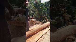 스틸 전기톱 Chainsaw STIHL Machinery Sawing Dipterocarpus Alatus Tree shorts 2475 [upl. by Eidnim]