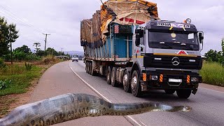 COBRA GIGANTE ENTRA NA RODOVIA E VEJA O QUE ACONTECEU [upl. by Edy268]