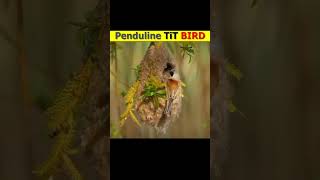 Penduline Tit how to make a nest shorts hindi viral [upl. by Innavoij]