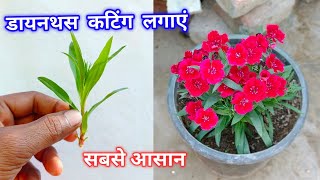 डाएंथस कटिंग लगाएं तुरंत  Dianthus From Cuttings How To Grow  Dianthus Cutting Propagation [upl. by Neeloj574]