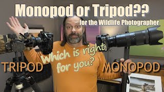 Tripod or Monopod What To Use for Wildlife and Bird Photography [upl. by Bay]