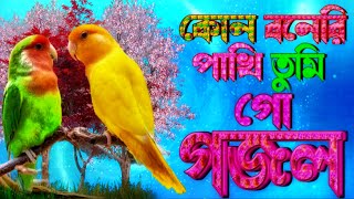 কোন বনেরী পাখি তুমি গো গজল  Kun Boneri Pakhi tomi Ghazal  New Islamic song  Baby Aznin Gojol [upl. by Bohon]