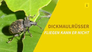 Fliegen kann er nicht  Der Dickmaulrüssler [upl. by Kushner]