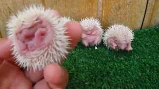 Erizos Bebes  Los primeros dias de un Erizo  Newborn hedgehogs with [upl. by Bouley578]