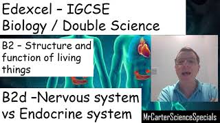 The Nervous vs The Endocrine system IGCSE Edexcel Biology [upl. by Sinclare751]