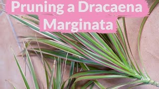 A Dracaena Marginata Needs Pruning How To Do It [upl. by Farr]