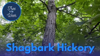 Tree of the Week Shagbark Hickory [upl. by Darill]