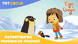 Ege İla Gaga  Antartikada Penguenler Arasında [upl. by Mathew408]