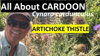 All About CARDOON  Artichoke Thistle Cynara cardunculus [upl. by Oyr]