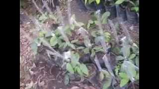 Grafting a Rambutan Tree [upl. by Adlig]