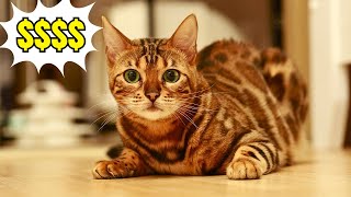 Top 12 Most Expensive Cat Breeds in the World in 2024 [upl. by Naples]