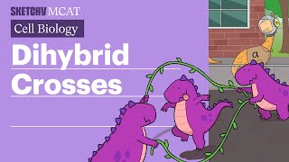 Dihybrid Crosses Master Punnett Squares amp the 9331 Ratio Full Lesson  Sketchy MCAT [upl. by Oralee916]