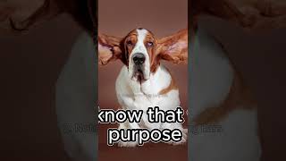 Basset Hound  Facts That You Should Know [upl. by Nawak23]