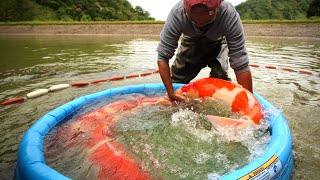 Torazo main Koi Harvest Ichiban Jumbo Koi [upl. by El216]